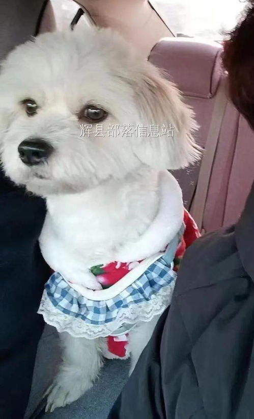 白色的泰迪狗怎么起名字