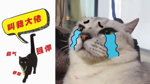 怎么给凶的猫起名字呢