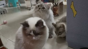 家里三只小猫怎么起名字