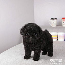 公灰泰迪犬怎么起名字