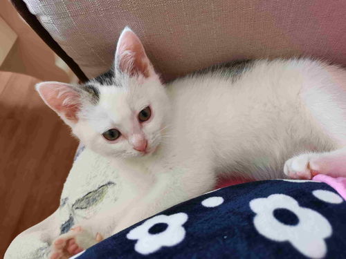 白灰色的猫怎么起名字的