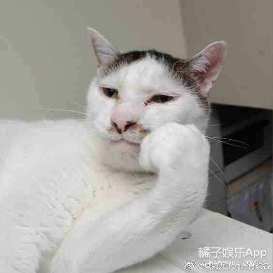 怎么给丑猫起名字好听
