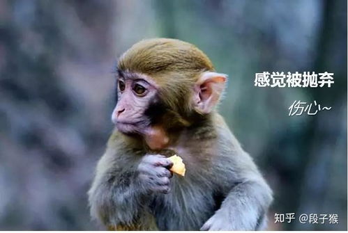 属猴人怎么起名字好呢