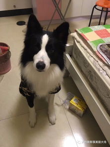 黑白牧羊犬怎么起名字