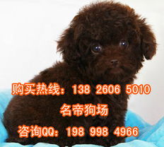 贵宾犬该怎么起名字