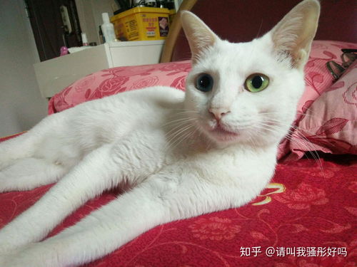 怎么给男猫起名字好听
