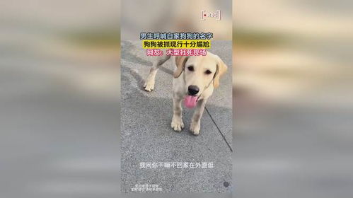 金色的男狗狗怎么起名字