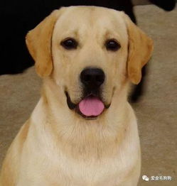 拉布拉多犬怎么起名字