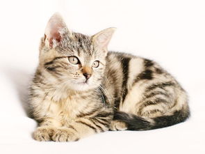 怎么给小虎斑猫起名字