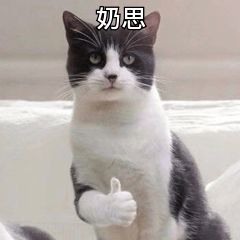 你怎么给猫起名字
