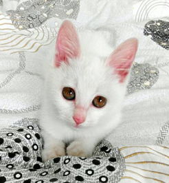 家里三只小猫怎么起名