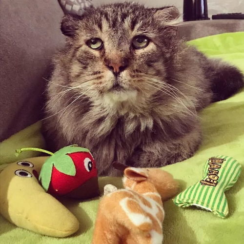 微信用猫的头像怎么起名