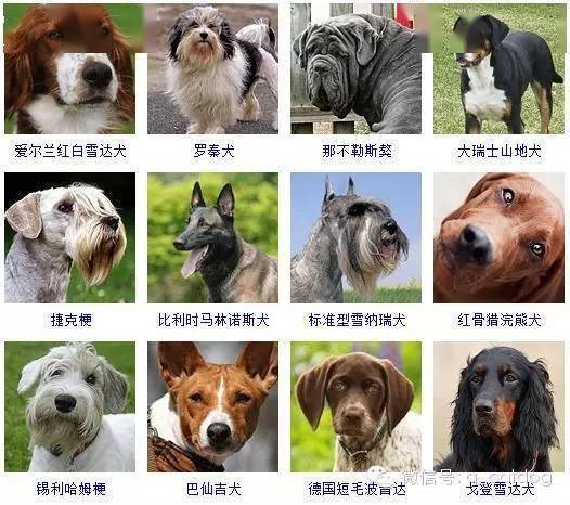 可以怎么给狗狗起名字