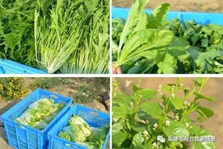 植物工厂怎么起名字的