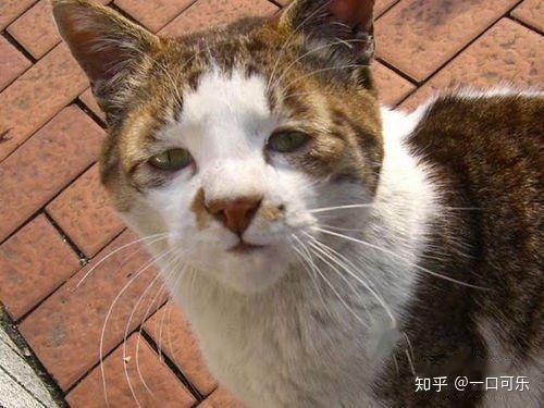 怎么给丑猫起名字