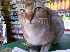 怎么让猫起名字大全