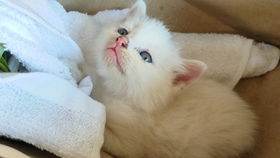 刚回家的猫猫怎么起名子