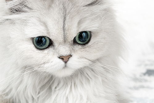 金吉拉小母猫怎么起名
