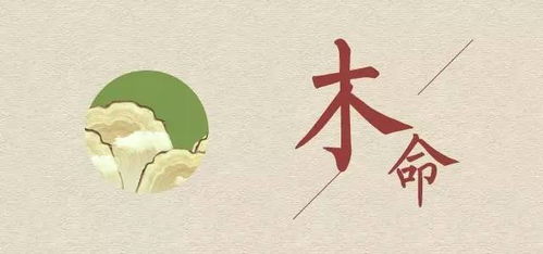 木字定制起名怎么样