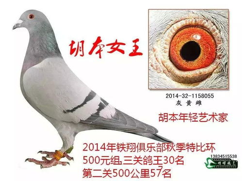 鸽子王怎么起名字的