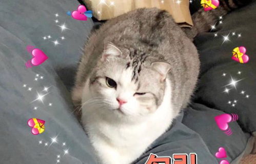 真实猫咪模拟怎么起名的
