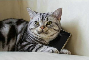 怎么让猫起名字