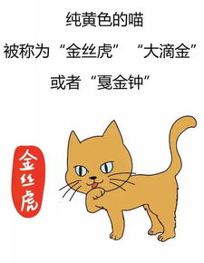 怎么给猫起名有7