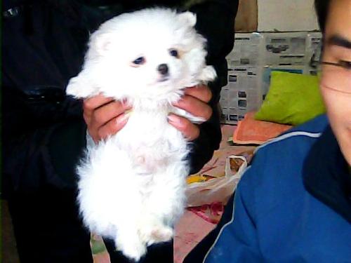 怎么给美博犬起名