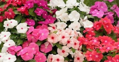 花开怎么起名字好听