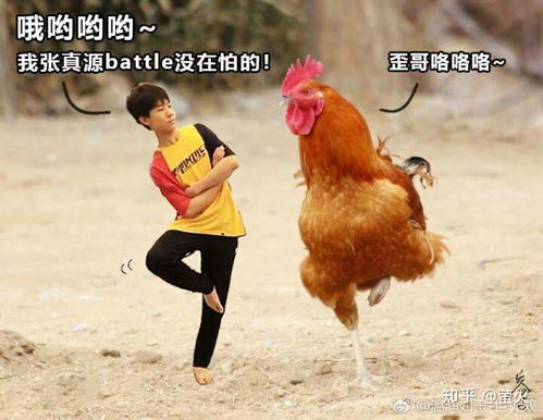 怎么给斗鸡训练翅膀起名