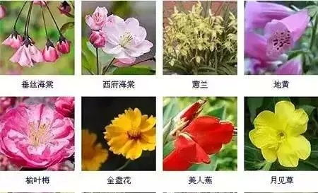 花卉怎么起名字