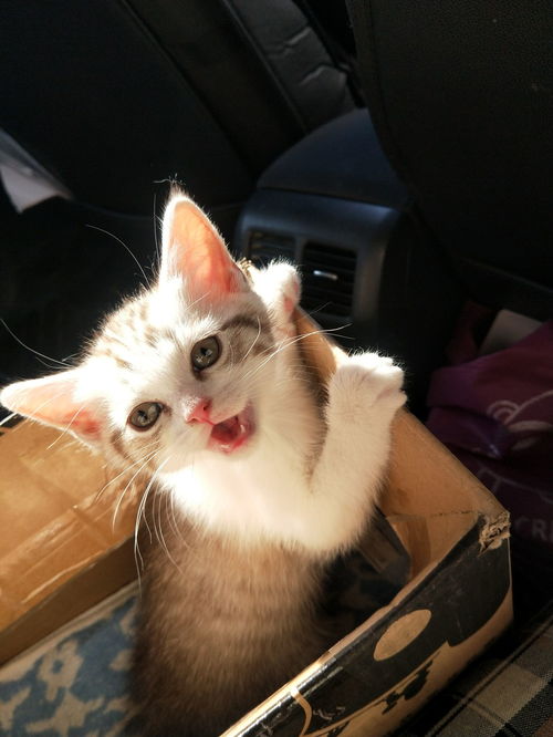 你怎么给猫起名