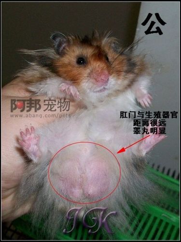 公仓鼠怎么起名