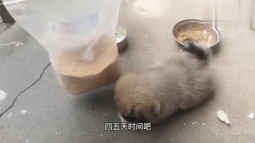 黄黑狗怎么起名