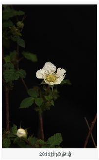 田间小花怎么起名