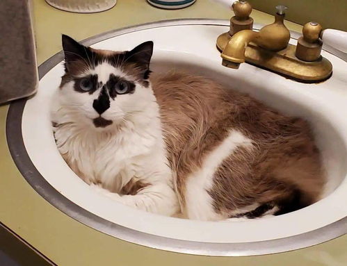猫很丑怎么起名
