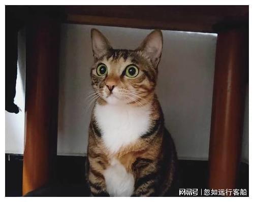 怎么样给猫起名字