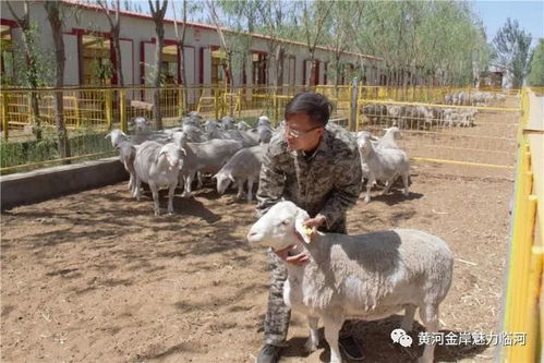 养羊场一般怎么起名