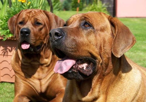 怎么给猛犬起名字大全