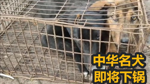 细狗怎么起名字