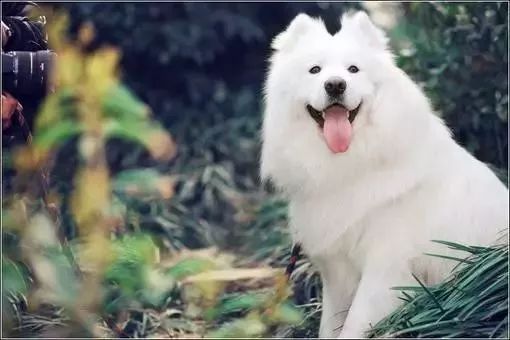 萨摩耶犬怎么起名字