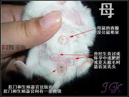 仓鼠怎么起名字