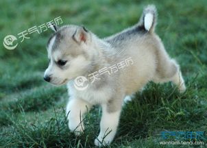 属狗的怎么起名
