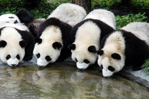 熊猫怎么起名