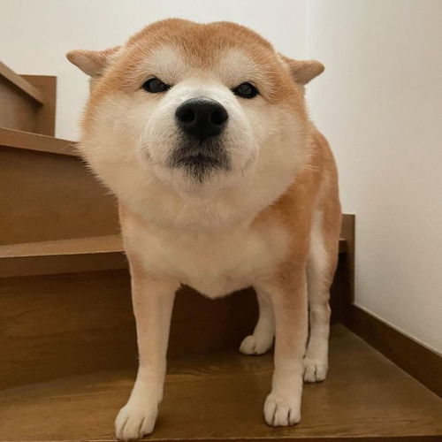 柴怎么起名