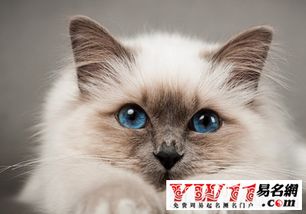猫怎么起名字