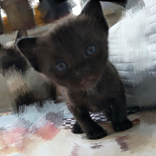 长的丑的猫怎么起名字