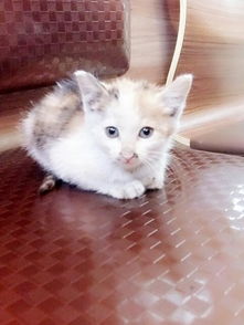 怎么给猫起名字女生