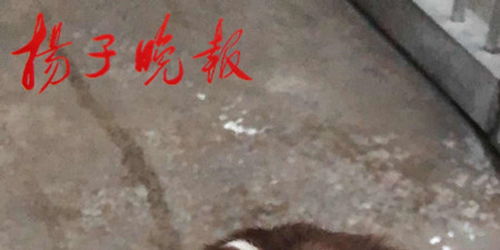 史宾格怎么起名字