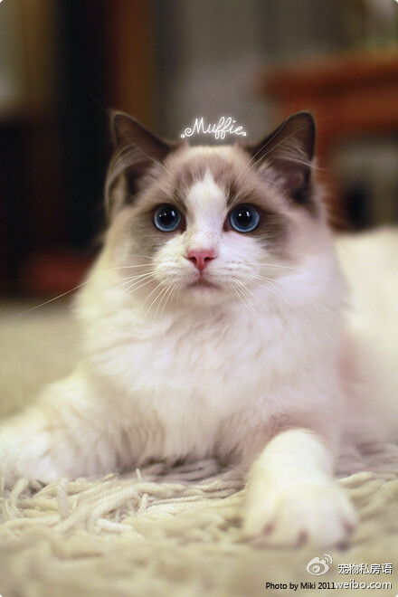 怎么给布偶猫起名